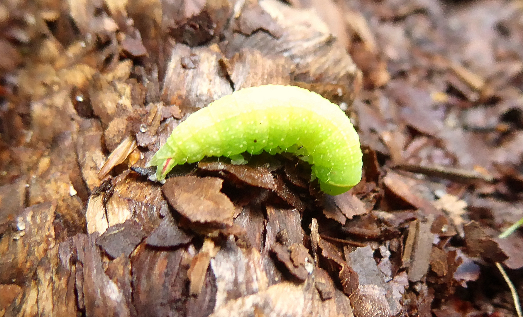 eine kleine süße Raupe