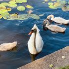 Eine kleine süße Schwanen-Familie