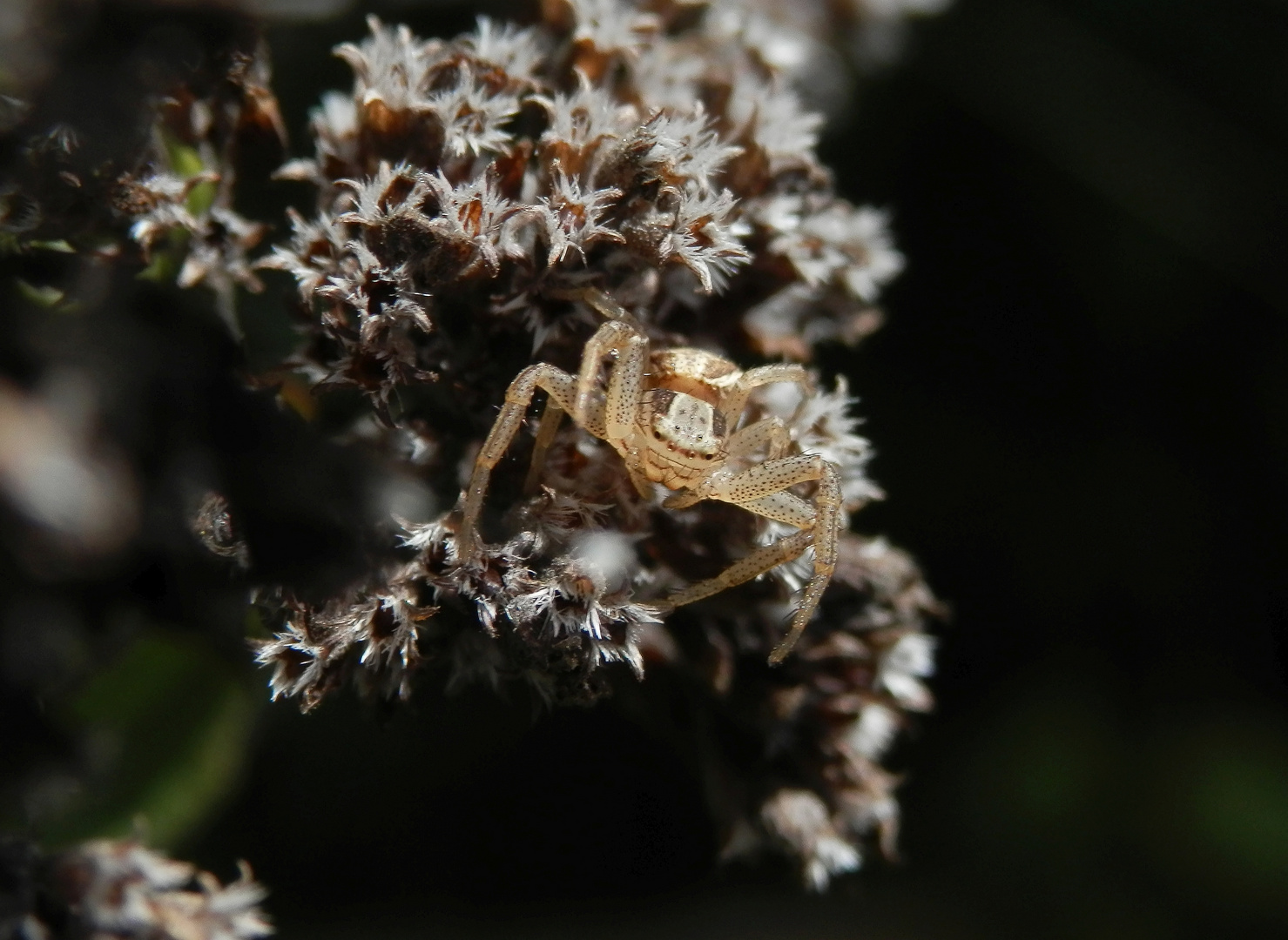 Eine kleine Sumpf-Krabbenspinne (Xysticus ulmi) auf der Lauer