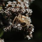 Eine kleine Sumpf-Krabbenspinne (Xysticus ulmi) auf der Lauer