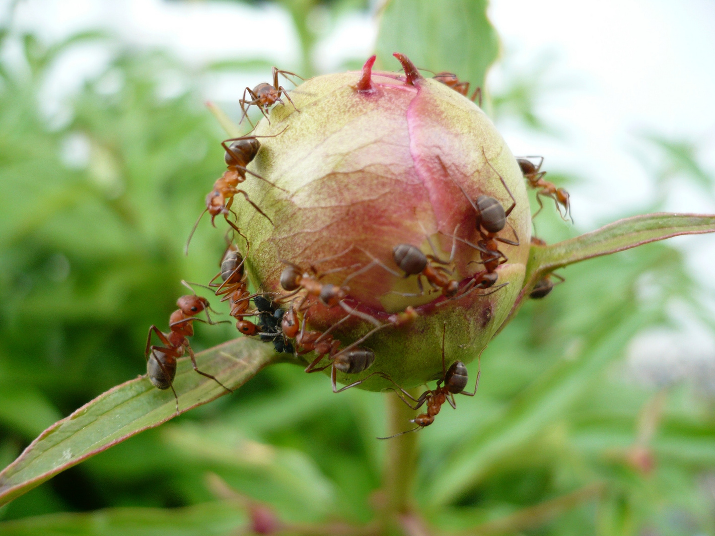 eine kleine Symbiose