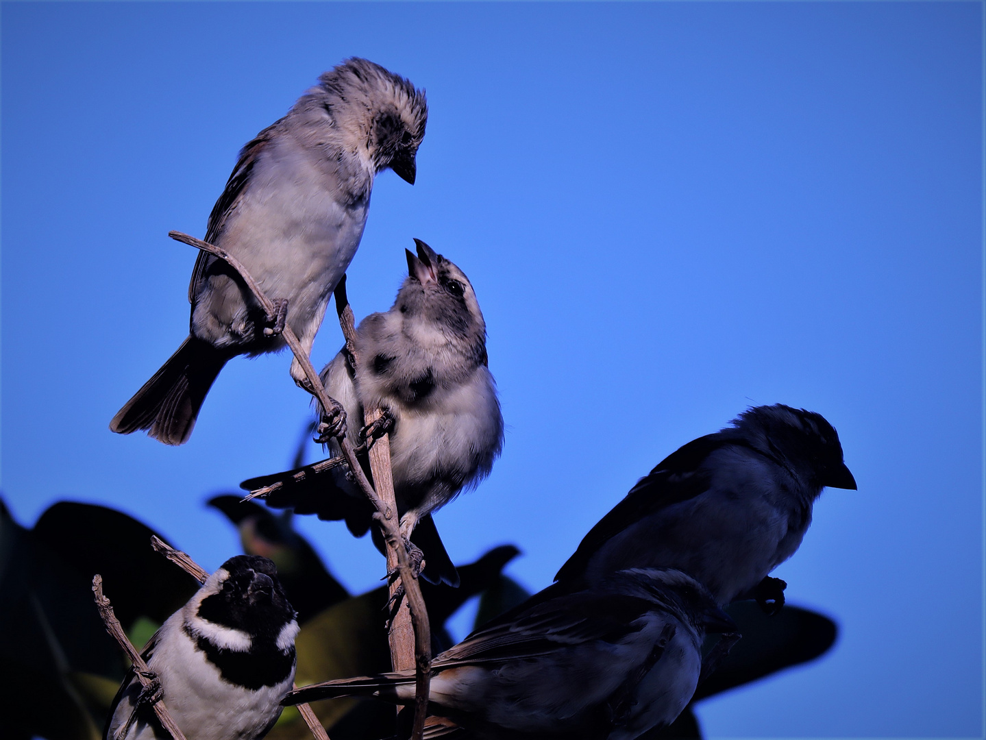 Eine kleine Vogelgeschichte