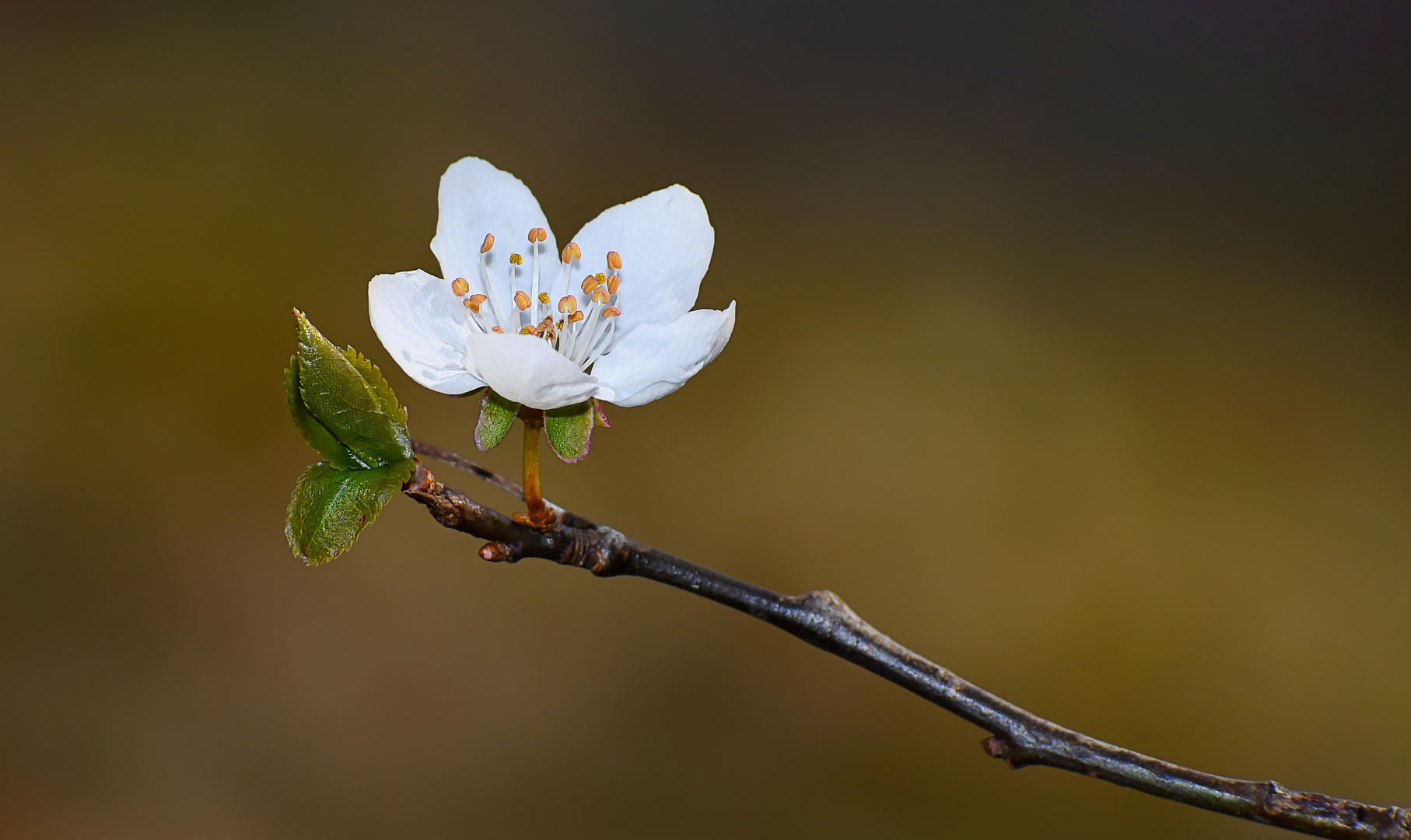 EINE KLEINE VORFREUDE AUF DEN FRÜHLING.