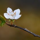 EINE KLEINE VORFREUDE AUF DEN FRÜHLING.