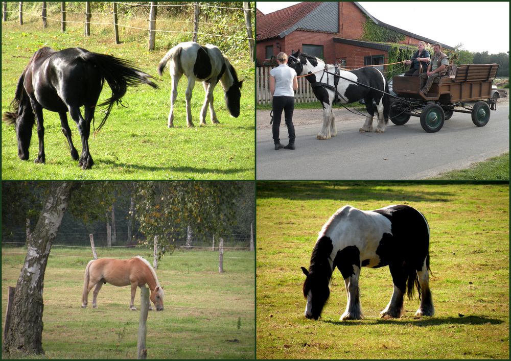 Eine kleine Vorstellung einiger Pferde auf dem Moorhof in Brokeloh.