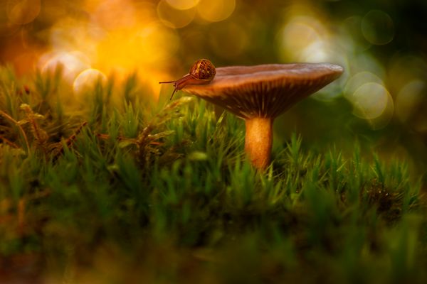 Eine kleine Waldgeschichte