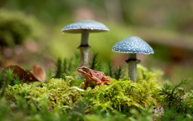 Eine kleine Waldgeschichte…