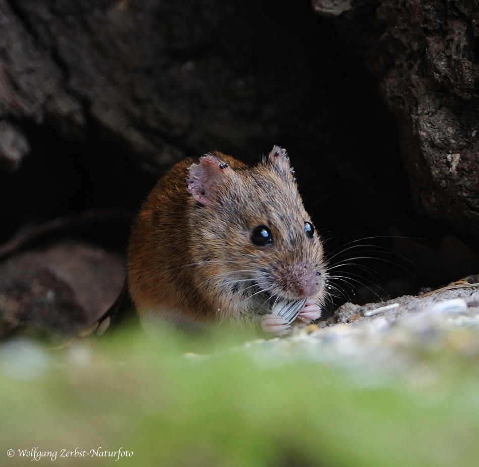 --- Eine kleine Waldmaus ---