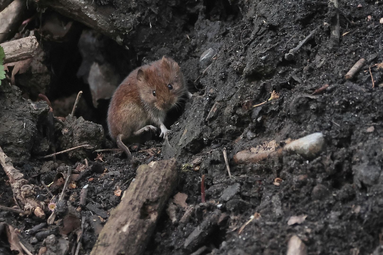 Eine kleine Waldmaus