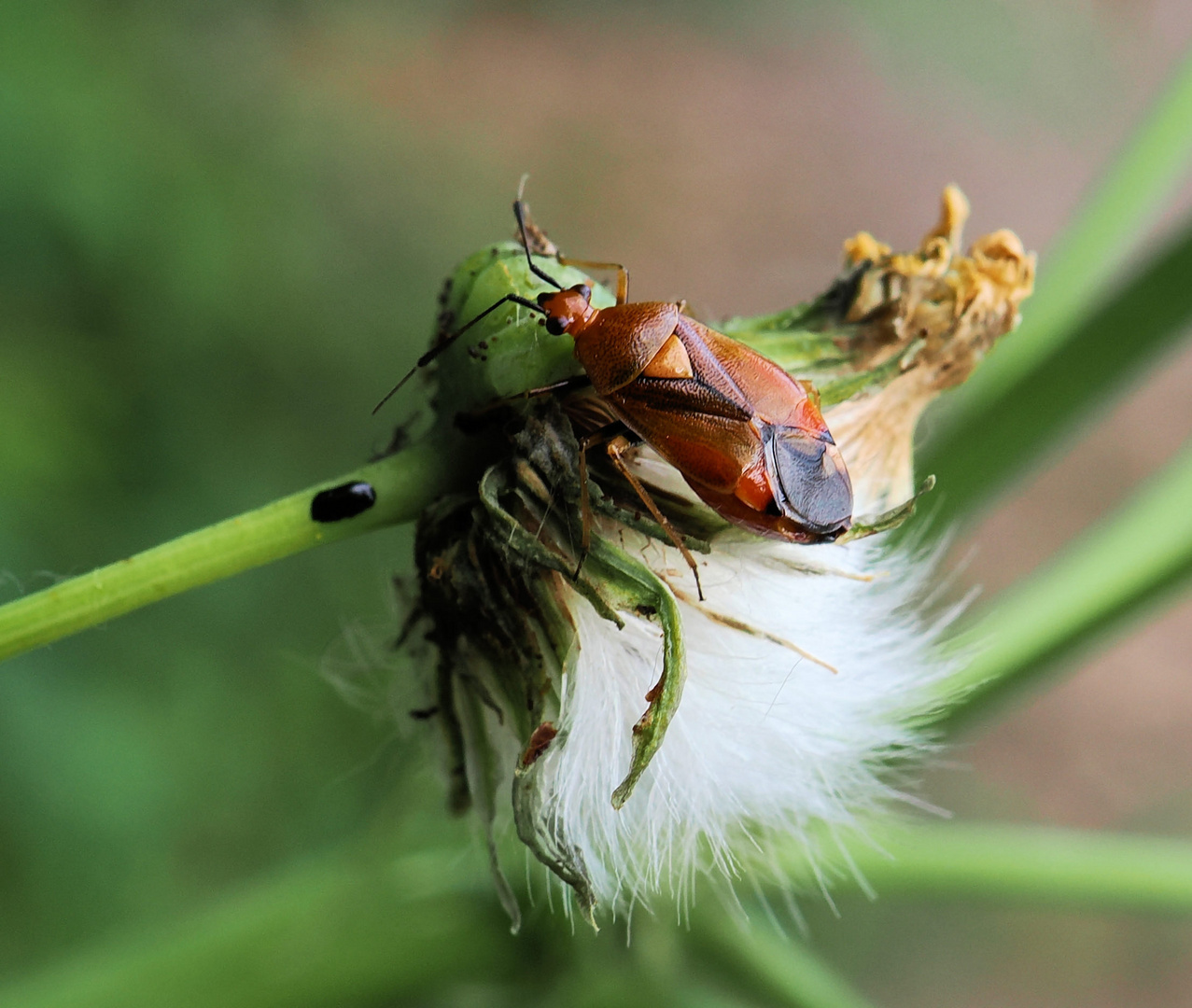 Eine kleine Wanze …