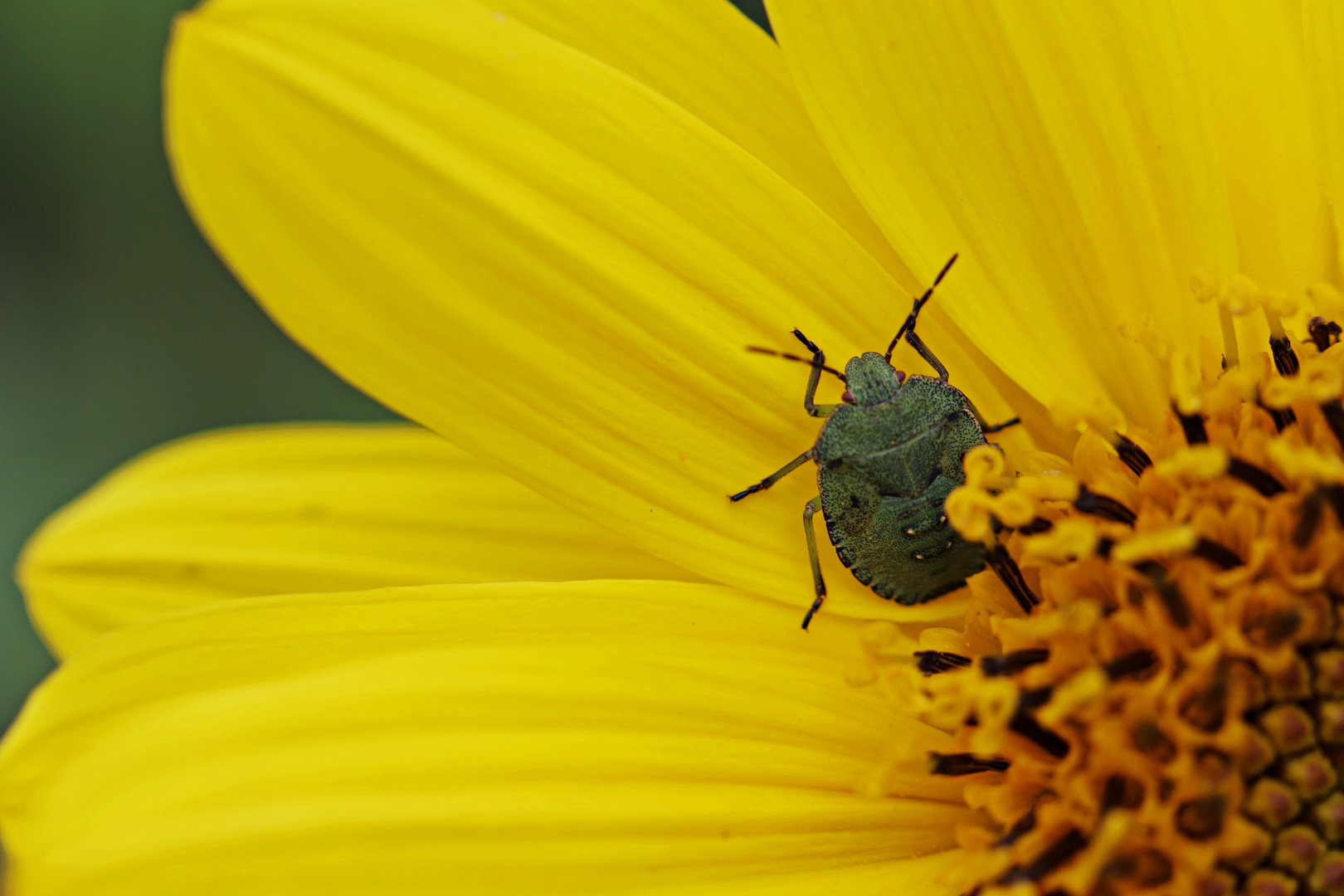 Eine kleine Wanze Foto Bild k fer und co natur Eine kleine Wanze Foto Bild k fer und co natur