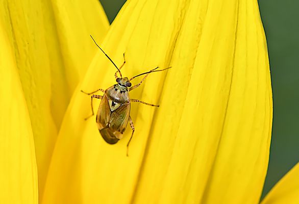 EINE KLEINE WANZE UND IHRE GELBE OASE: