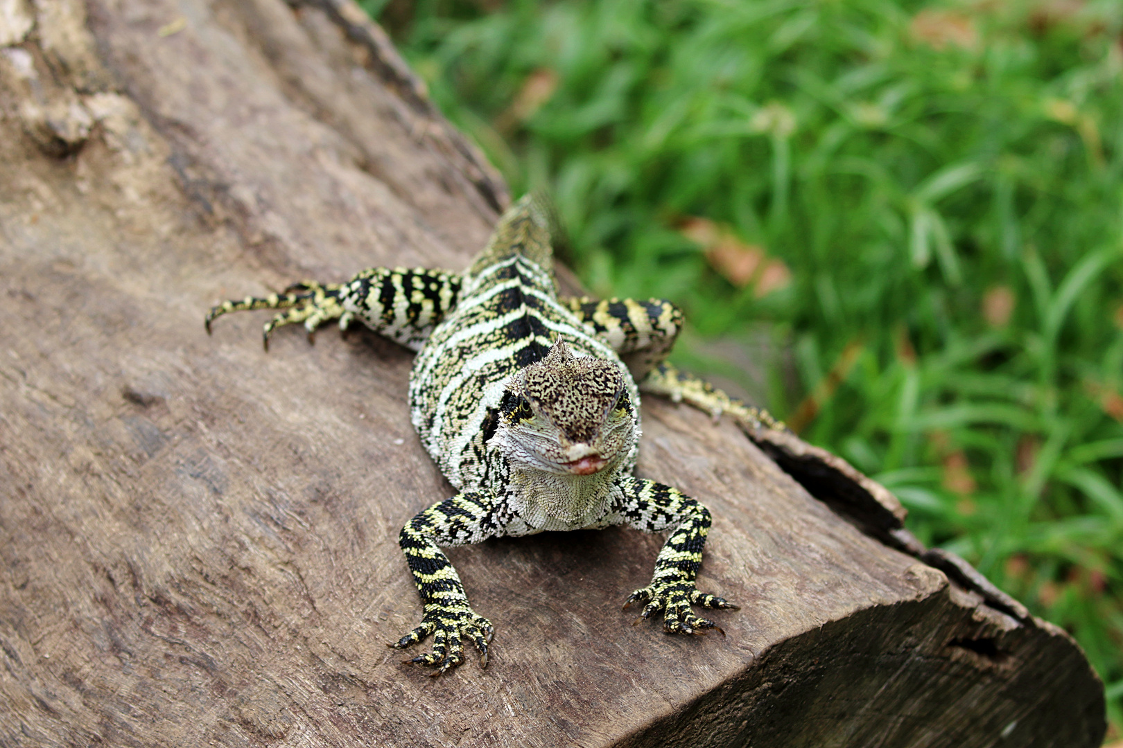 Eine kleine Wasseragame ...