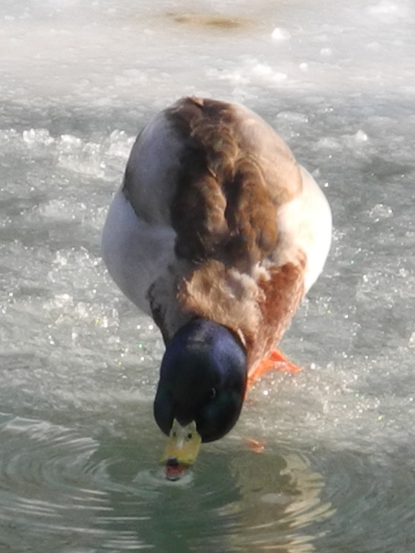 Eine kleine Wasserstelle!