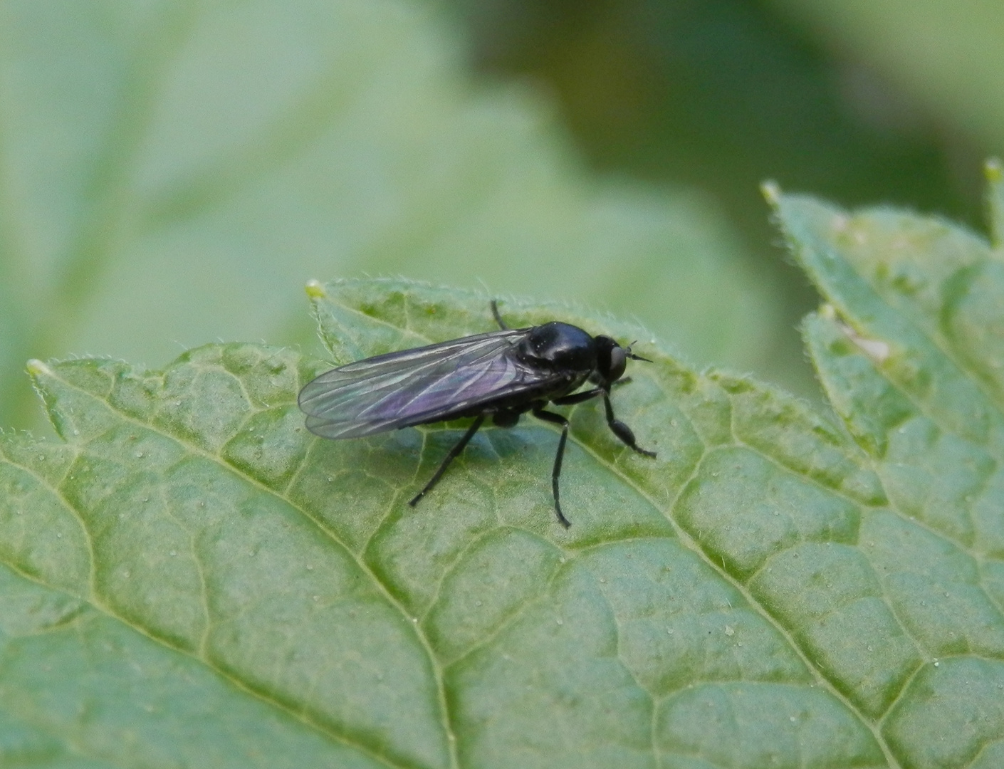 Eine kleine weibliche Tanzfliege (Microphor sp.)