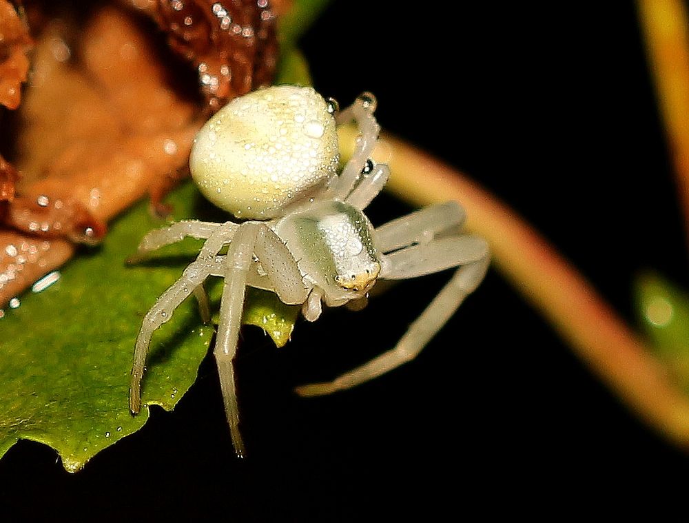 Eine kleine weiße Spinne noch nie gesehen Foto & Bild tiere