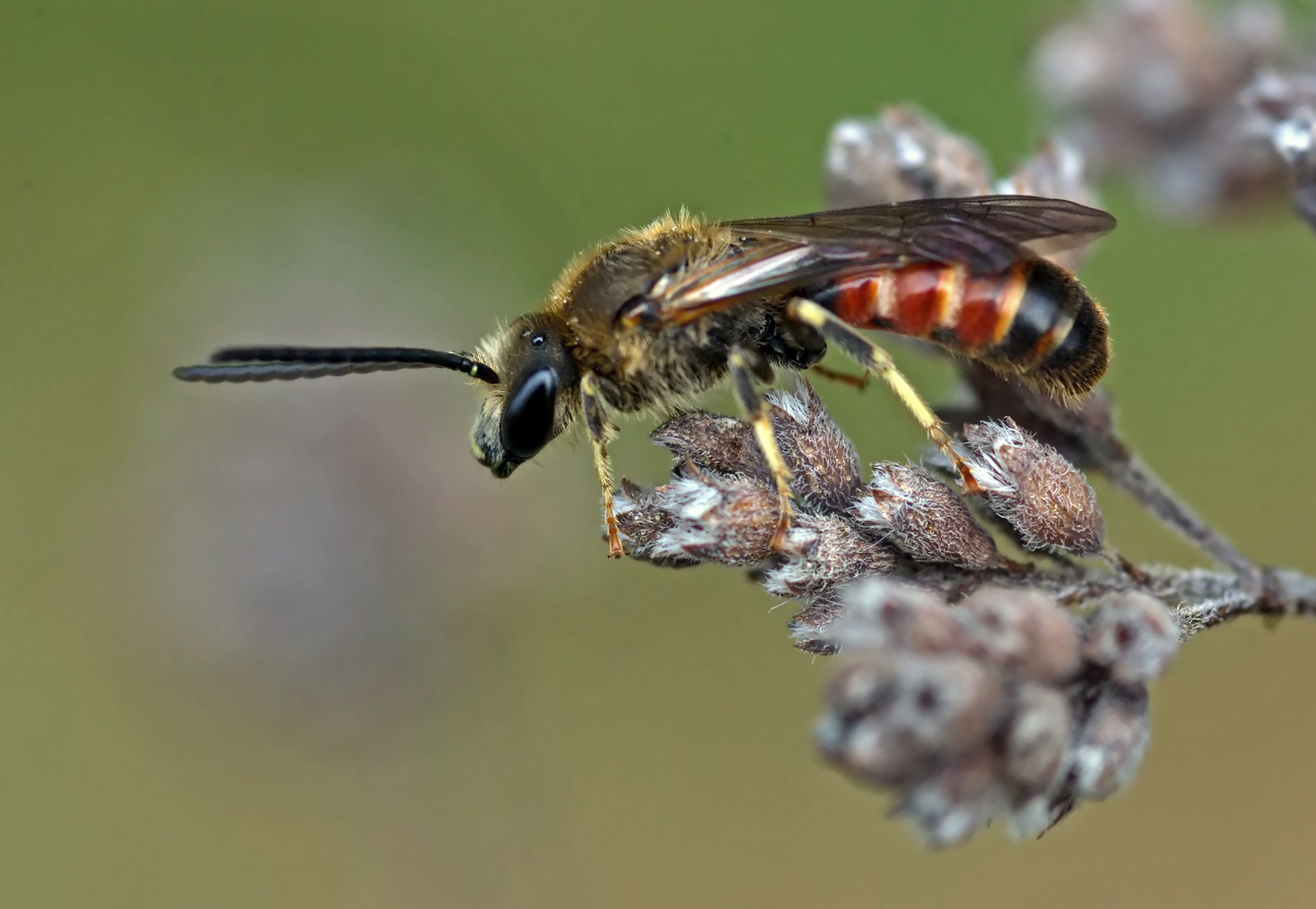 Eine kleine Wildbiene