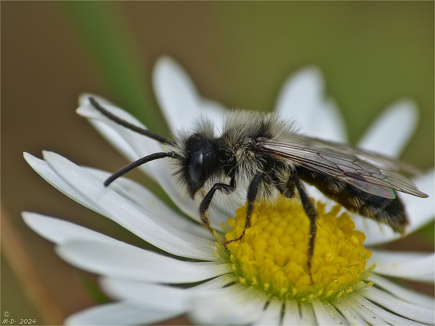 Eine kleine Wildbiene ...