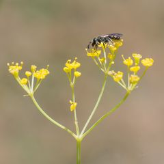 Eine kleine Wildbiene III