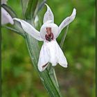 Eine kleine wilde Orchideenblüte...