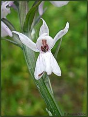 Eine kleine wilde Orchideenblüte...