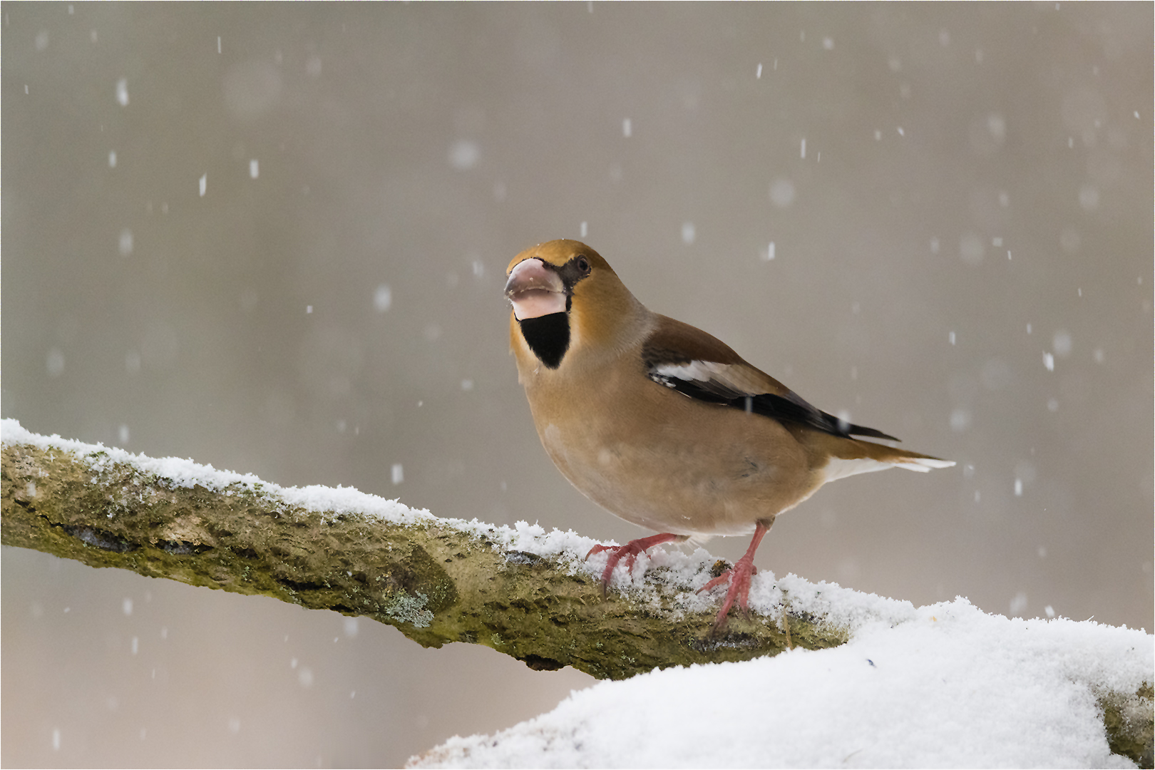 Eine kleine Winter-Impression