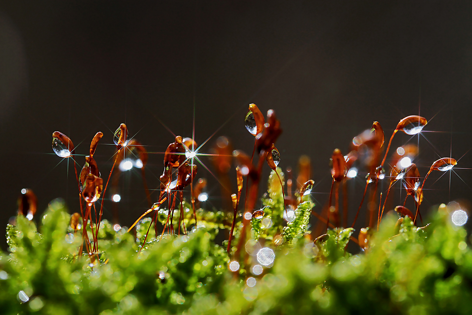 Eine kleine Wunderbare Welt...