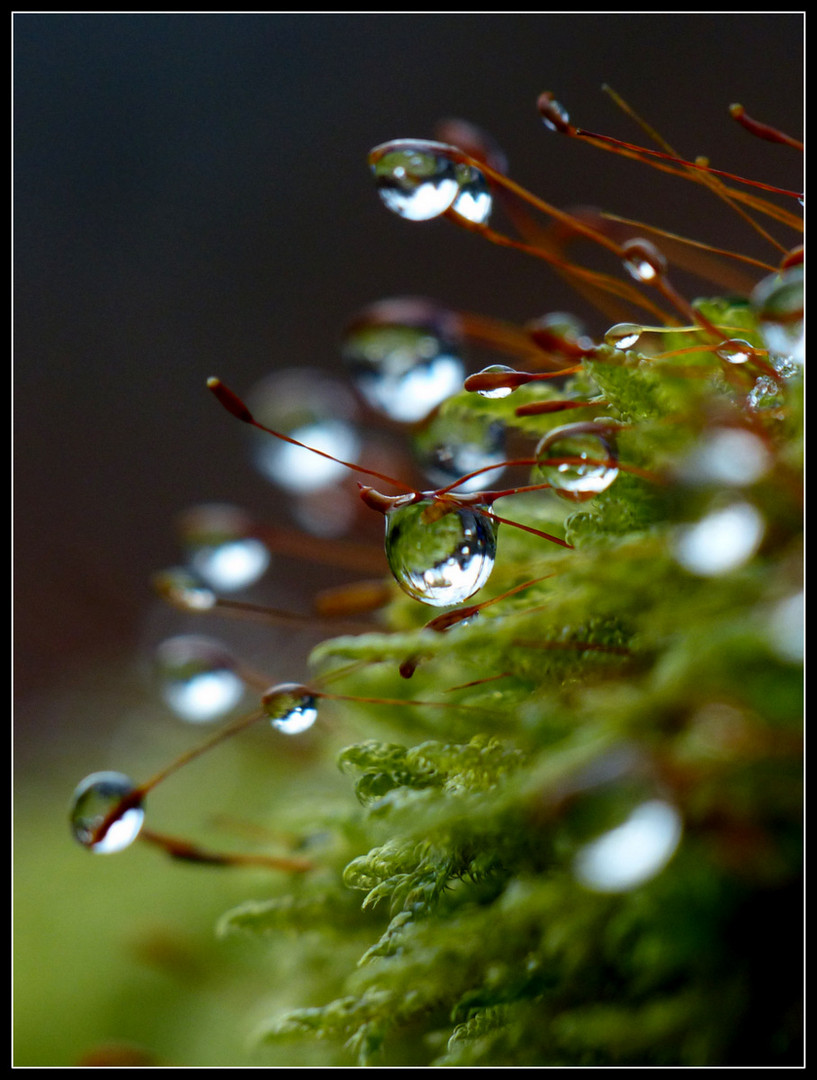 Eine Kleine Wunderwelt