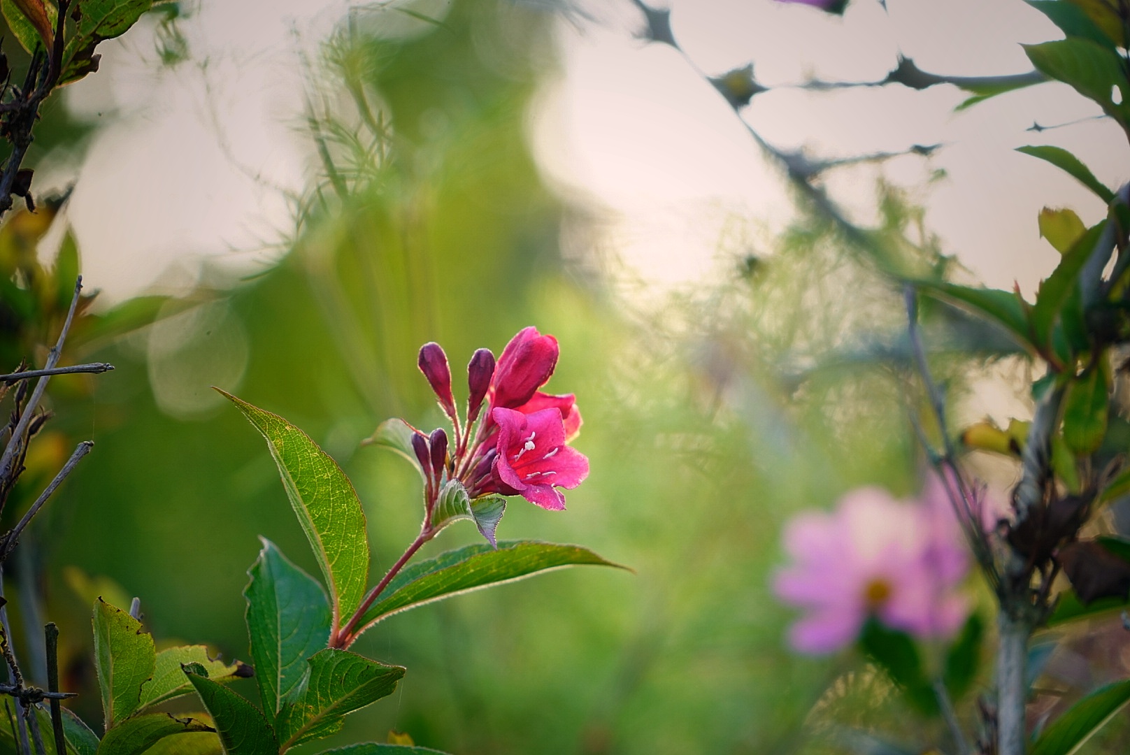 Eine kleine, zarte Blüte in einem Garten.. 