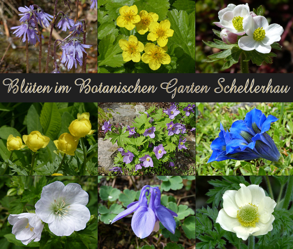 Eine kleinen Blütengruß aus dem Botanischen Garten Schellerhau