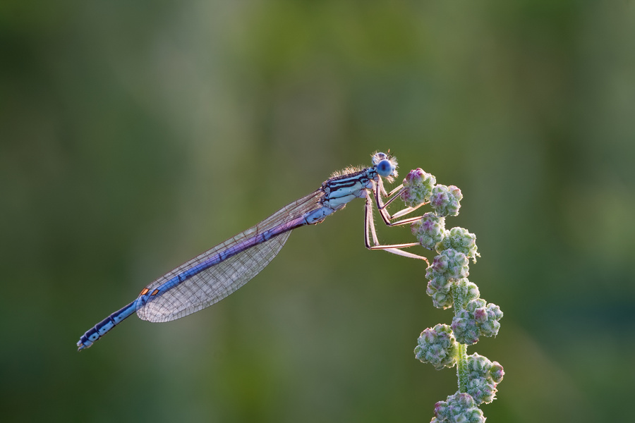 Eine Kleinstlibelle