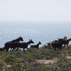 Eine Klippenwanderung in der Algarve-Region in Portugal