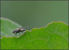 Eine klitze kleine Fliege