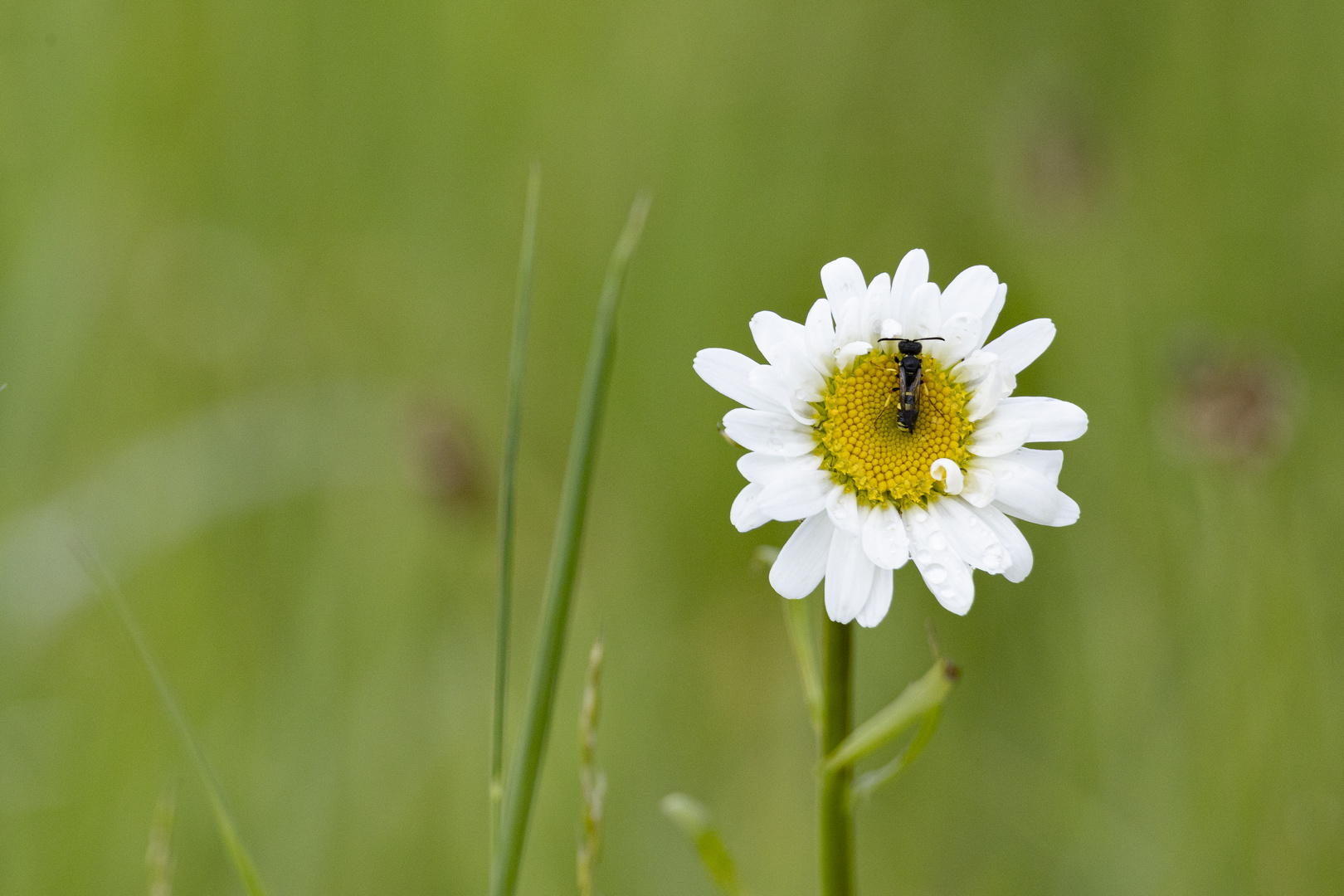 Eine klitzekleine Blüte mit einem klitzekleinen Insekt