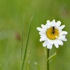 Eine klitzekleine Blüte mit einem klitzekleinen Insekt