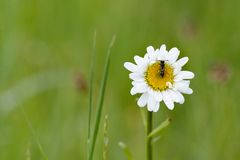 Eine klitzekleine Blüte mit einem klitzekleinen Insekt