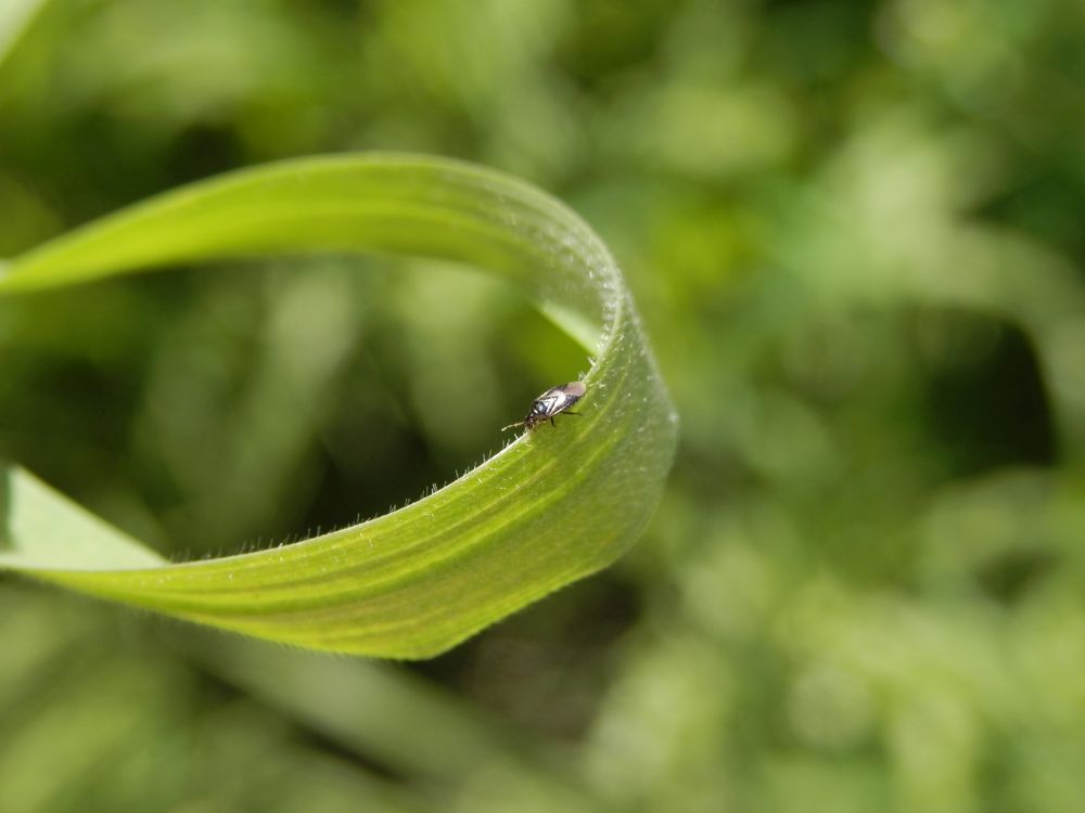 Eine  knapp 2 mm große Blumenwanze (Orius sp.) - vielleicht Orius niger?