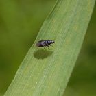 Eine  knapp 2 mm große Blumenwanze (Orius sp.) - vielleicht Orius niger?