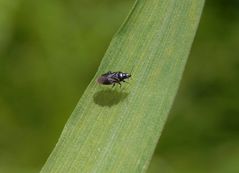 Eine  knapp 2 mm große Blumenwanze (Orius sp.) - vielleicht Orius niger?