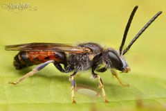 Eine Knautien-Sandbiene (Andrena hattorfiana)