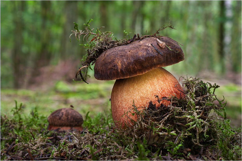 Eine Knolle wie im Märchen....