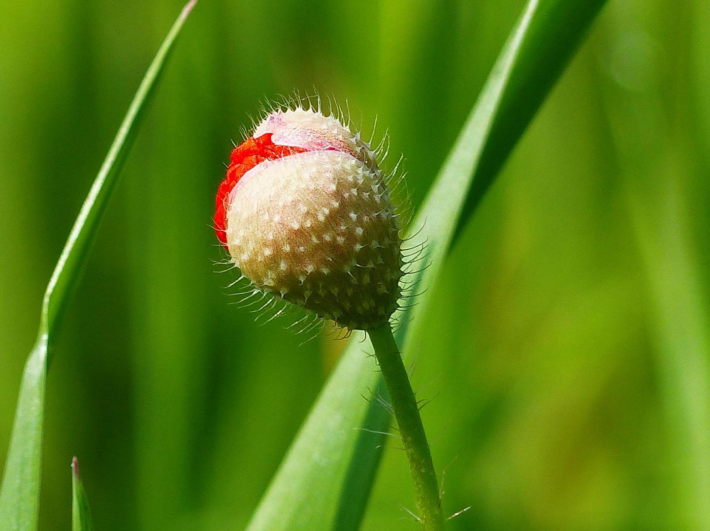  Eine Knospe des Mohn 