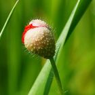  Eine Knospe des Mohn 