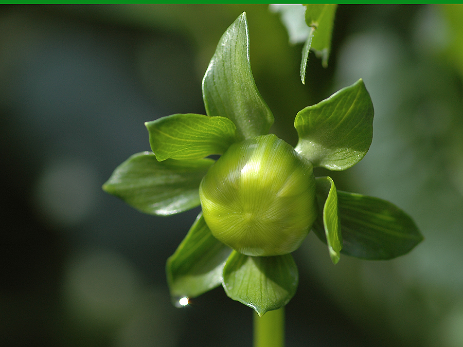 Eine Knospe die wie eine Blüte aussieht