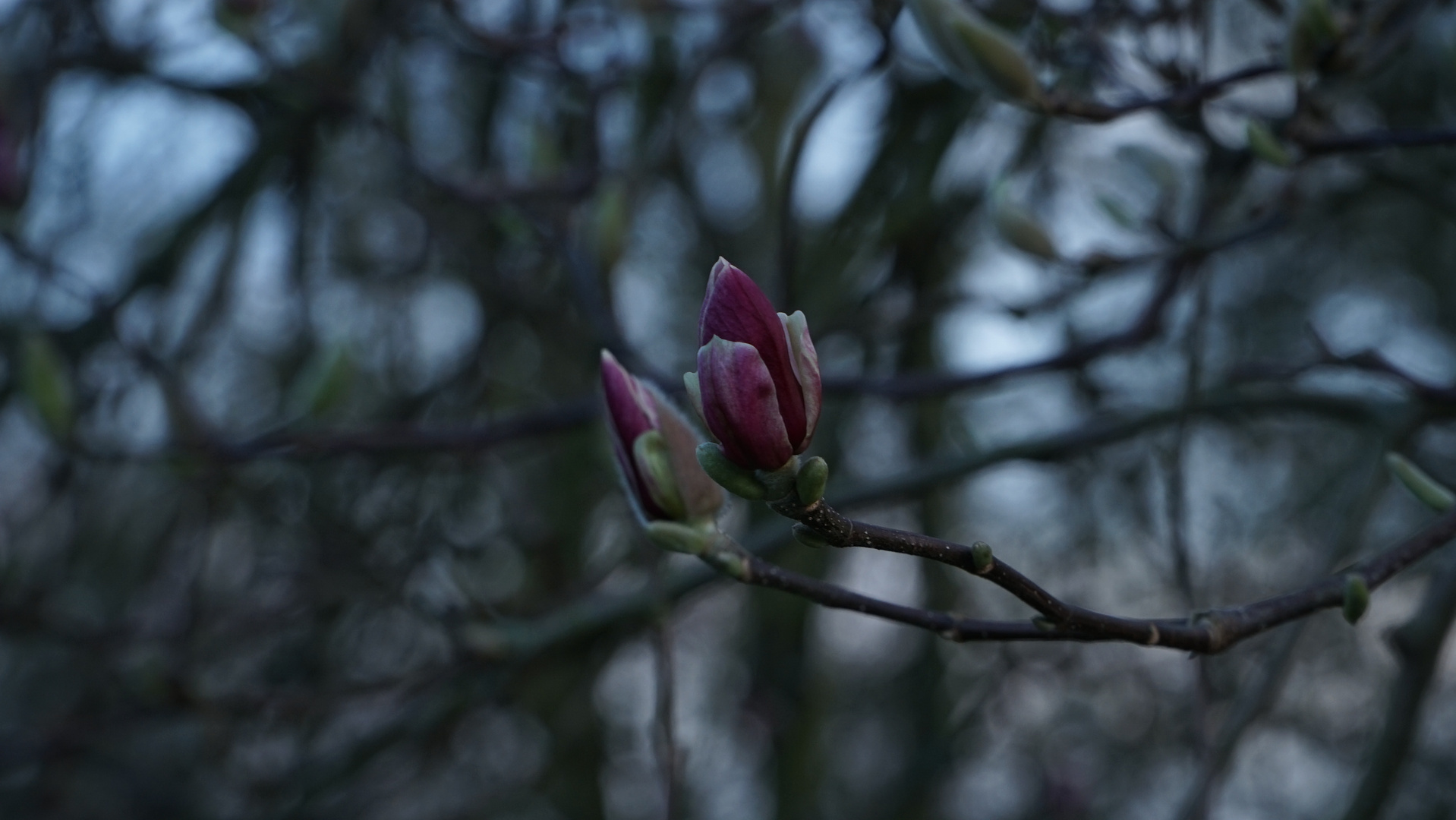 Eine Knospe macht noch keinen Frühling...