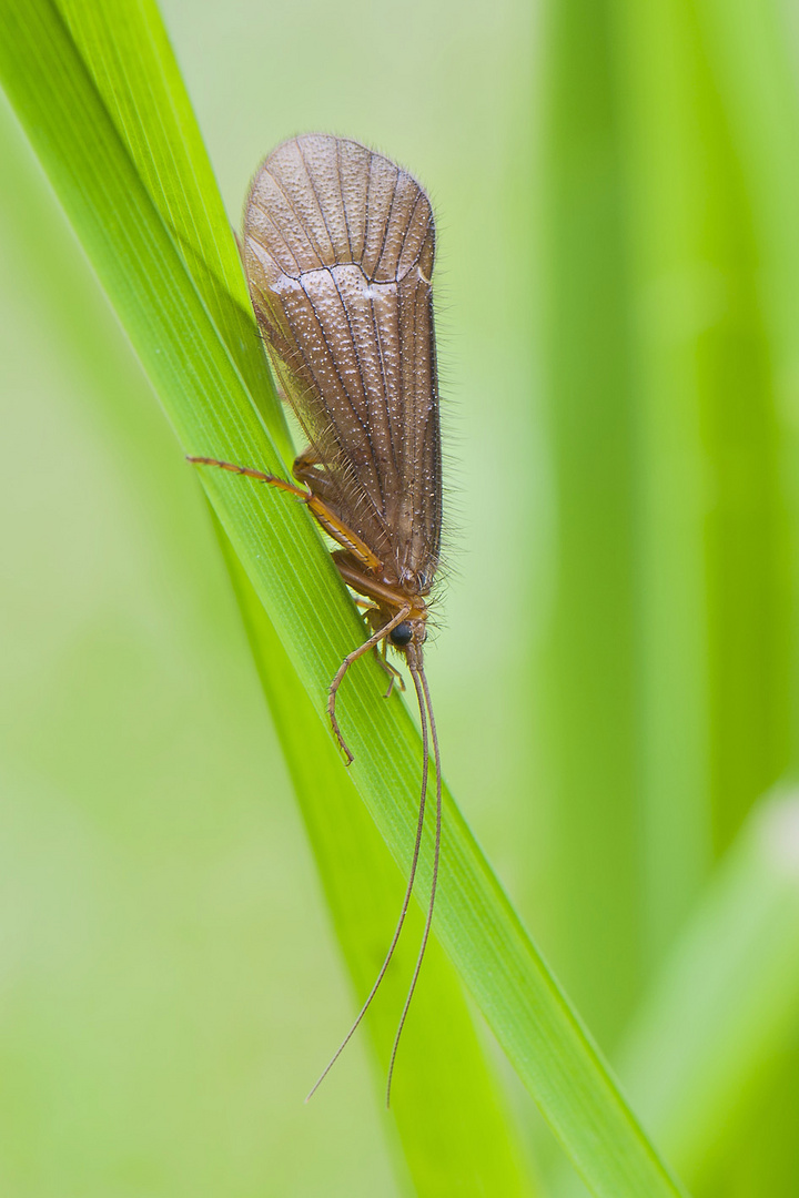 Eine Köcherfliege....