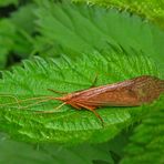 Eine Köcherfliege