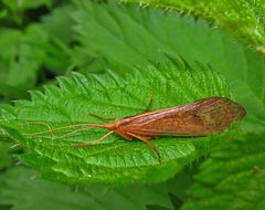 Eine Köcherfliege