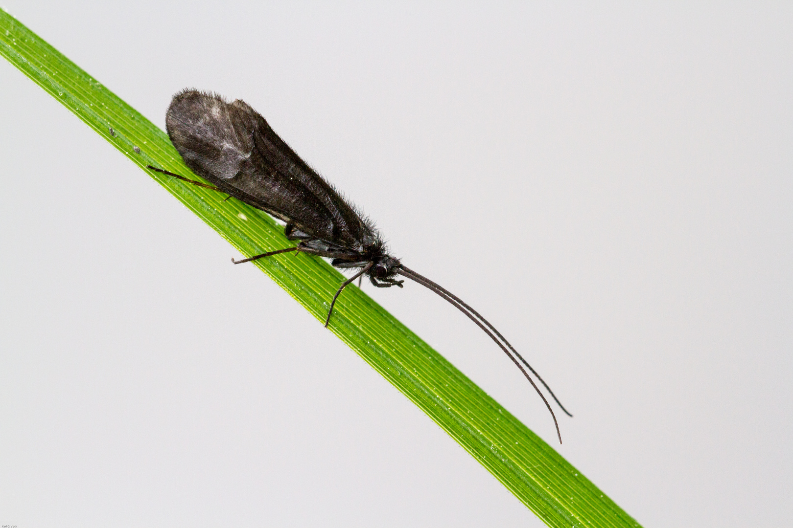 Eine Köcherfliege