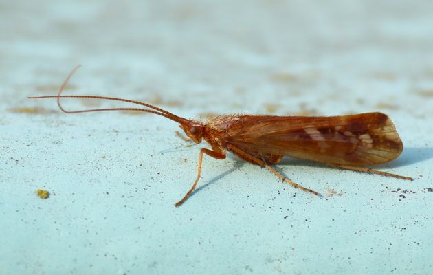 Eine Köcherfliege saß heute sehr ungünstig